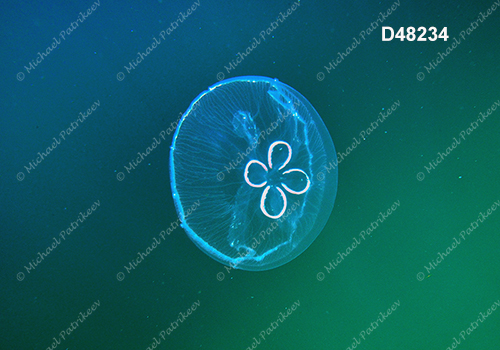 Moon Jellyfish (Aurelia aurita)